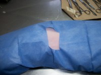 /album/veterinaria-bull-can-center/a100-1862-jpg/