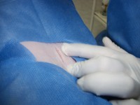 /album/veterinaria-bull-can-center/a100-1863-jpg/